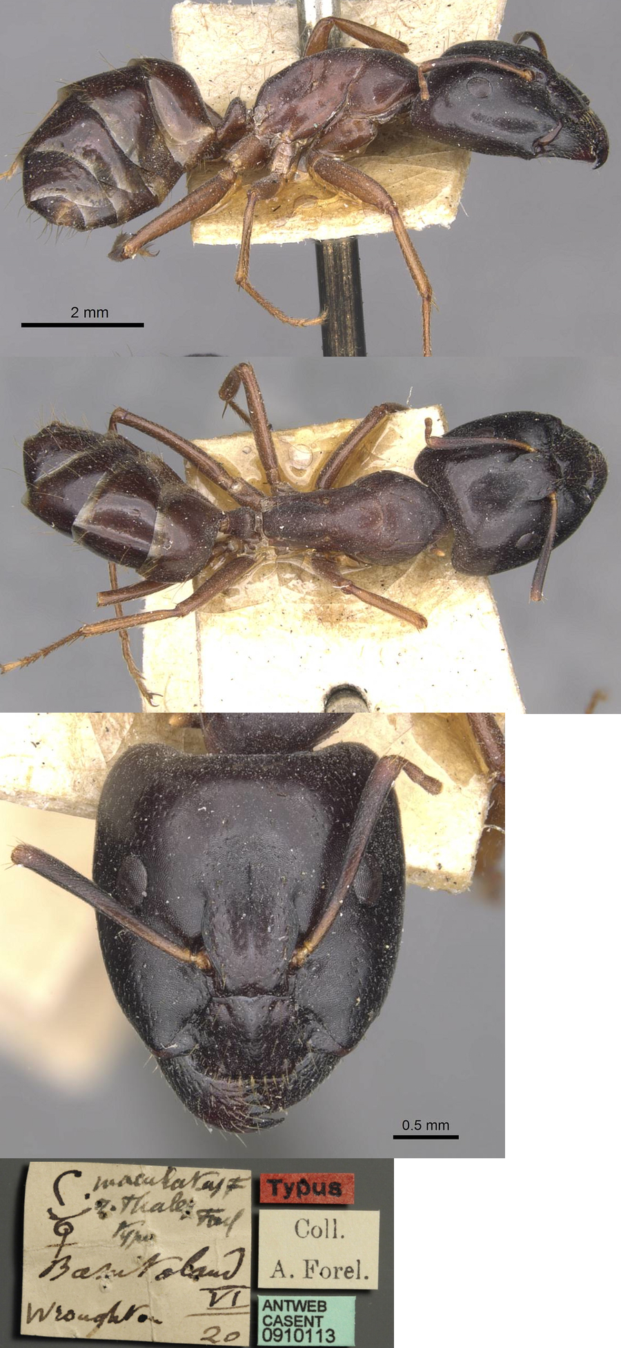 {Camponotus thales major}