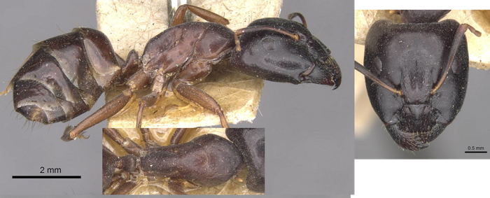 camponotus thales major