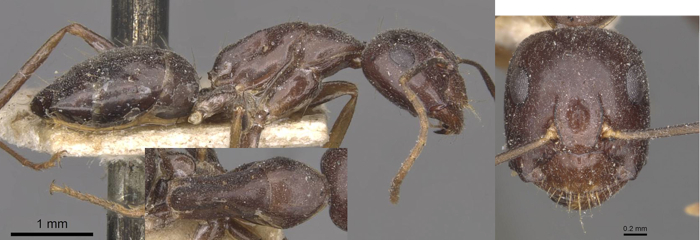 camponotus thales minor