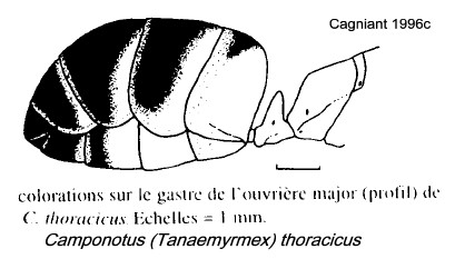 {Camponotus (Tanaemyrmex) thoracicus}