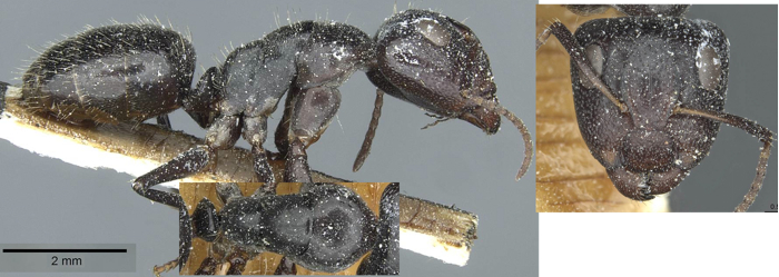 Camponotus tilhoi