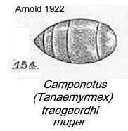 {Camponotus traegaordhi muger}