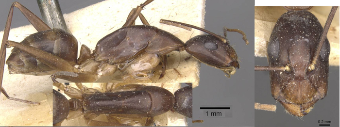 {Camponotus traegaordhi muger minor}