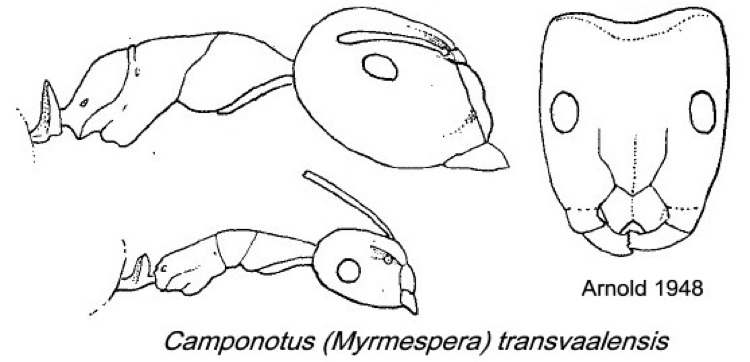 {Camponotus transvaalensis}