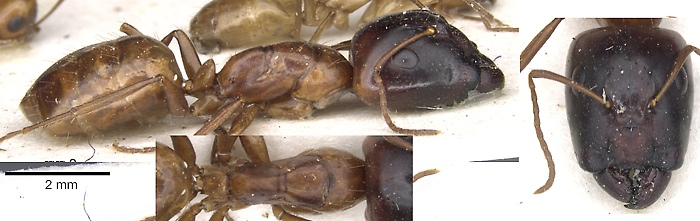 {Camponotus (Myrmespera) transvaalensis}