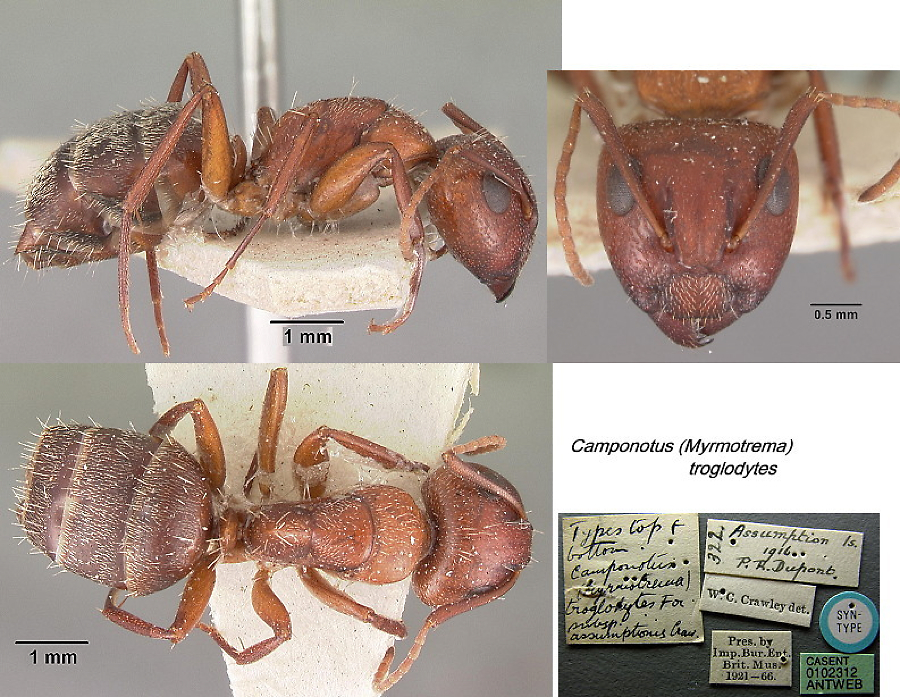 {Camponotus robecchii assumptionis}