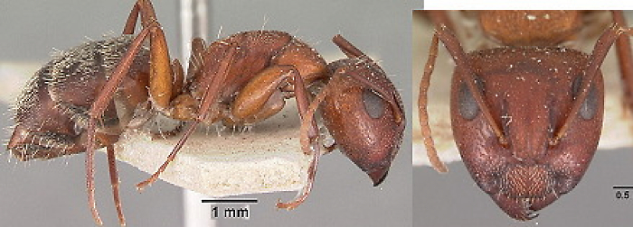 {Camponotus troglodytes}