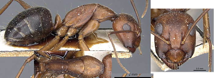 Camponotus turkestanicus minor