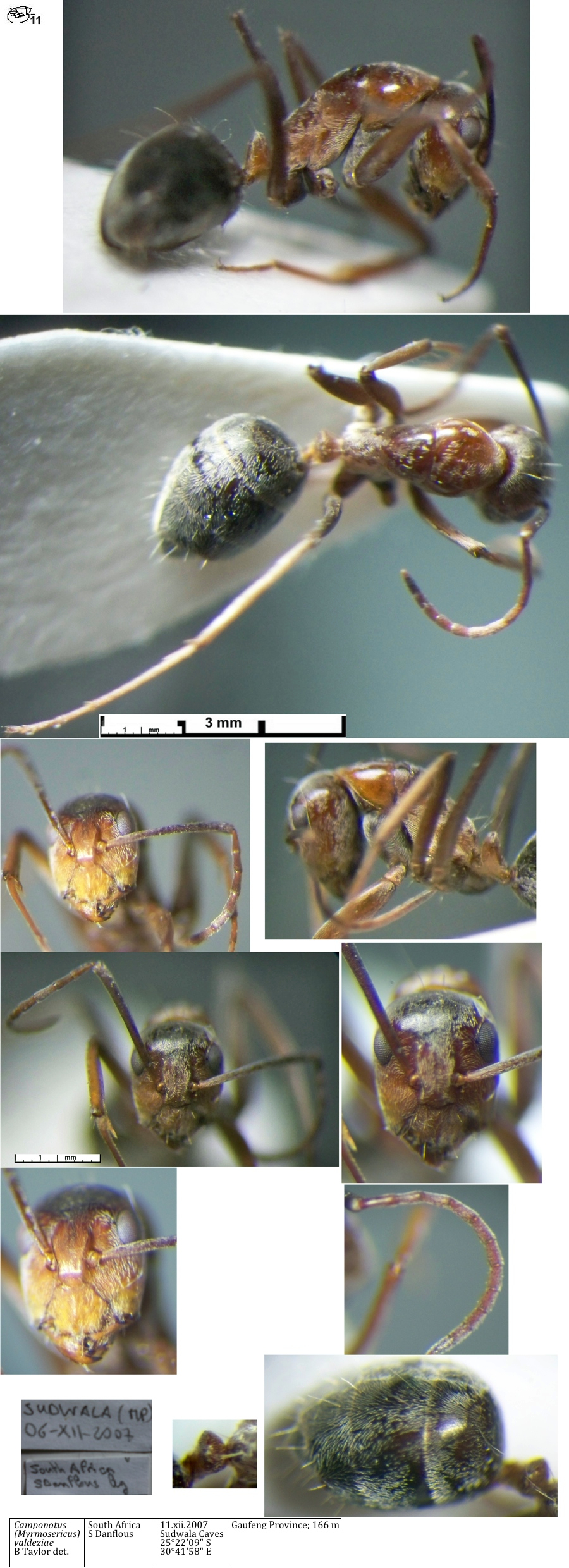 {Camponotus valdeziae minor}