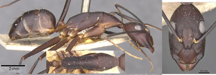 Camponotus varus minor