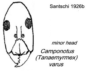 Camponotus varus minor