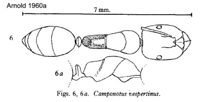 {Camponotus cubangensis dofleini}