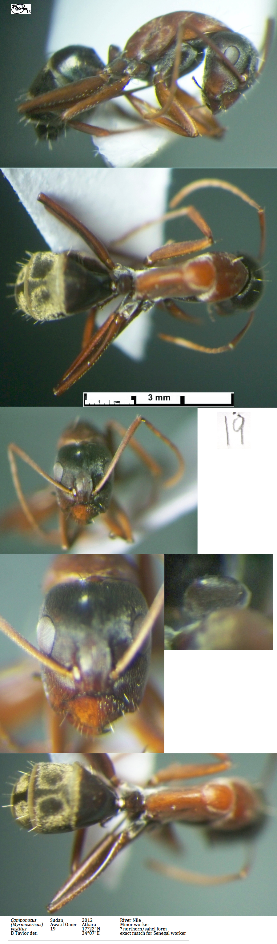 {Camponotus vestitus minor}