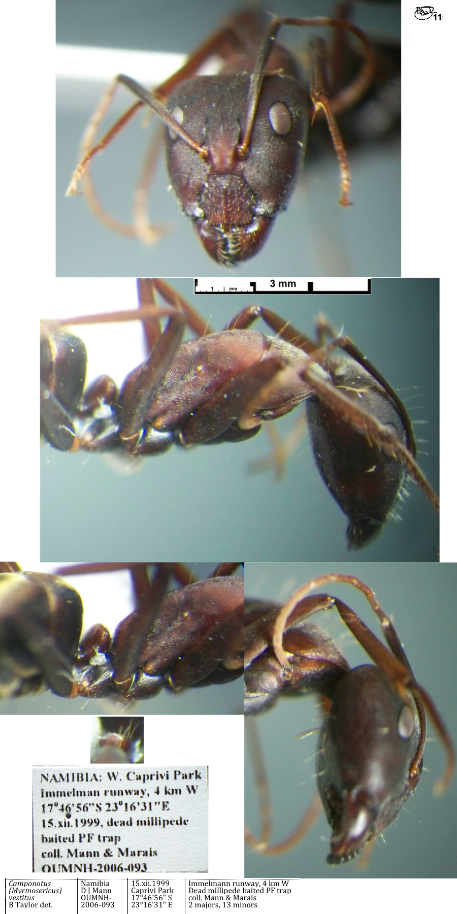 {Camponotus vestitus major}