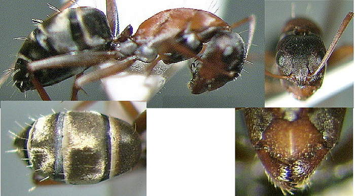 {Camponotus vestitus minor}