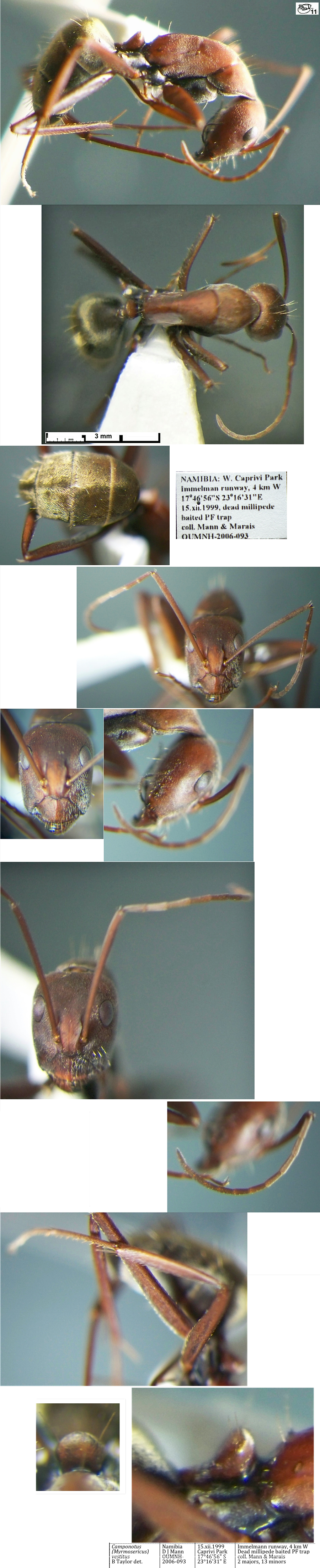 {Camponotus vestitus major}