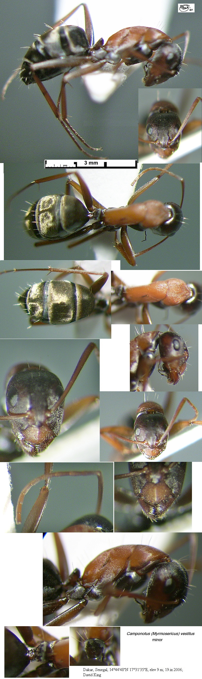 {Camponotus vestitus minor}