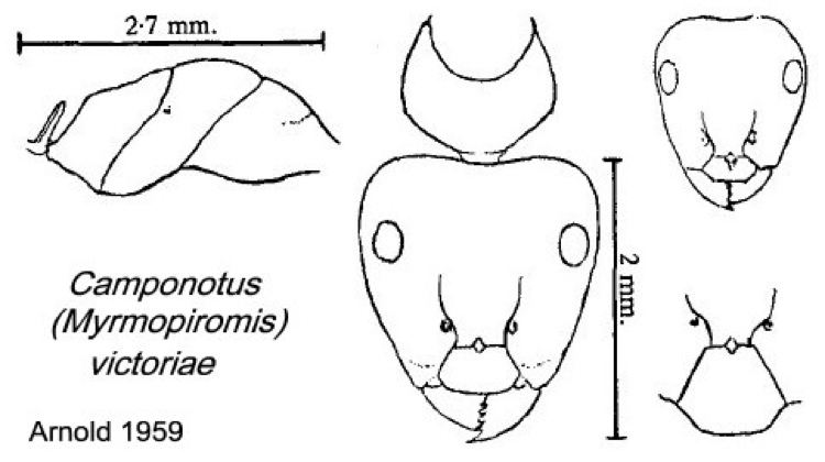 {camponotus (Myrmopiromis) victoriae}