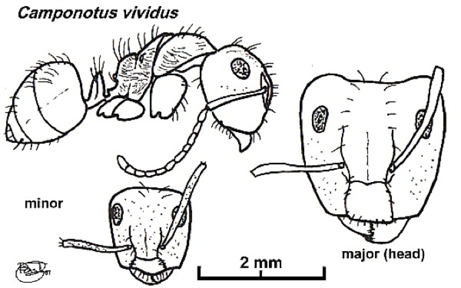 {Camponotus (Myrmopelta) vividus}