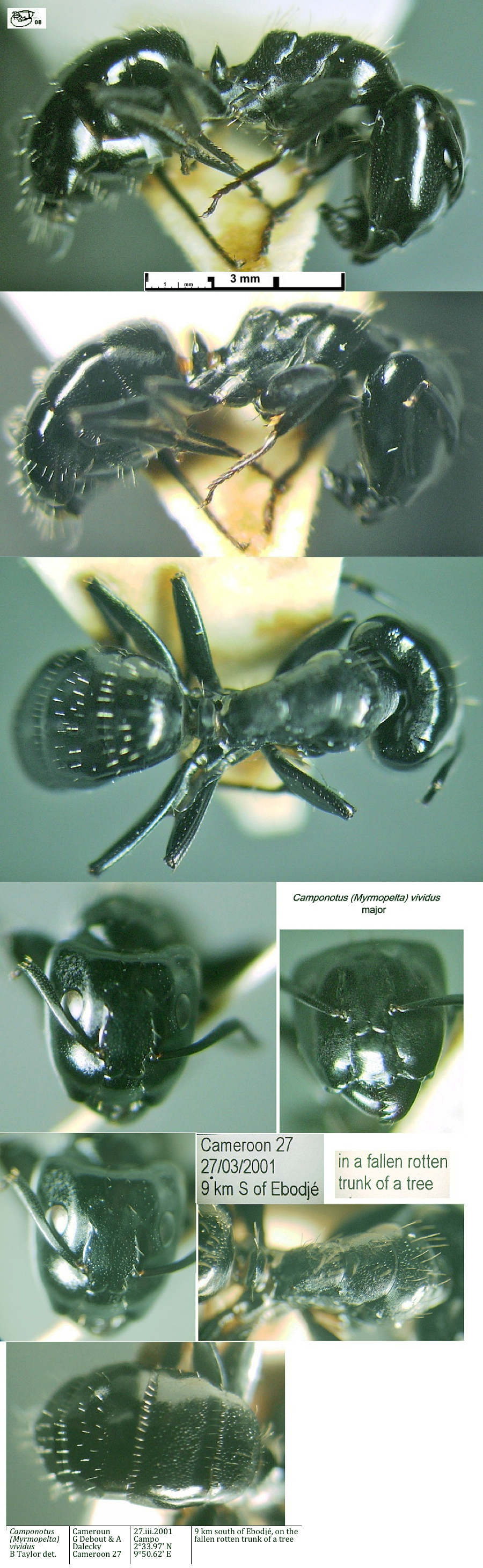 {Camponotus vividus major}