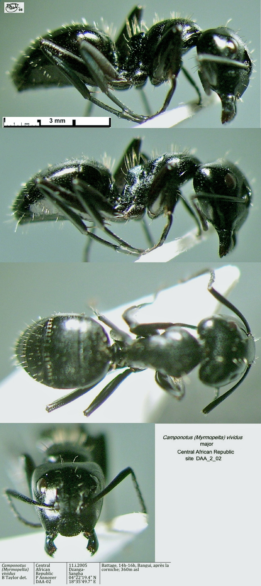 {Camponotus vividus cato major}