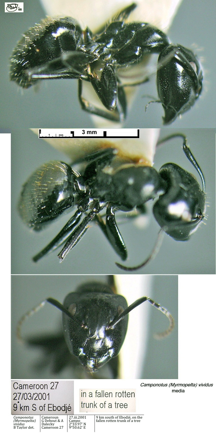 {Camponotus vividus media}