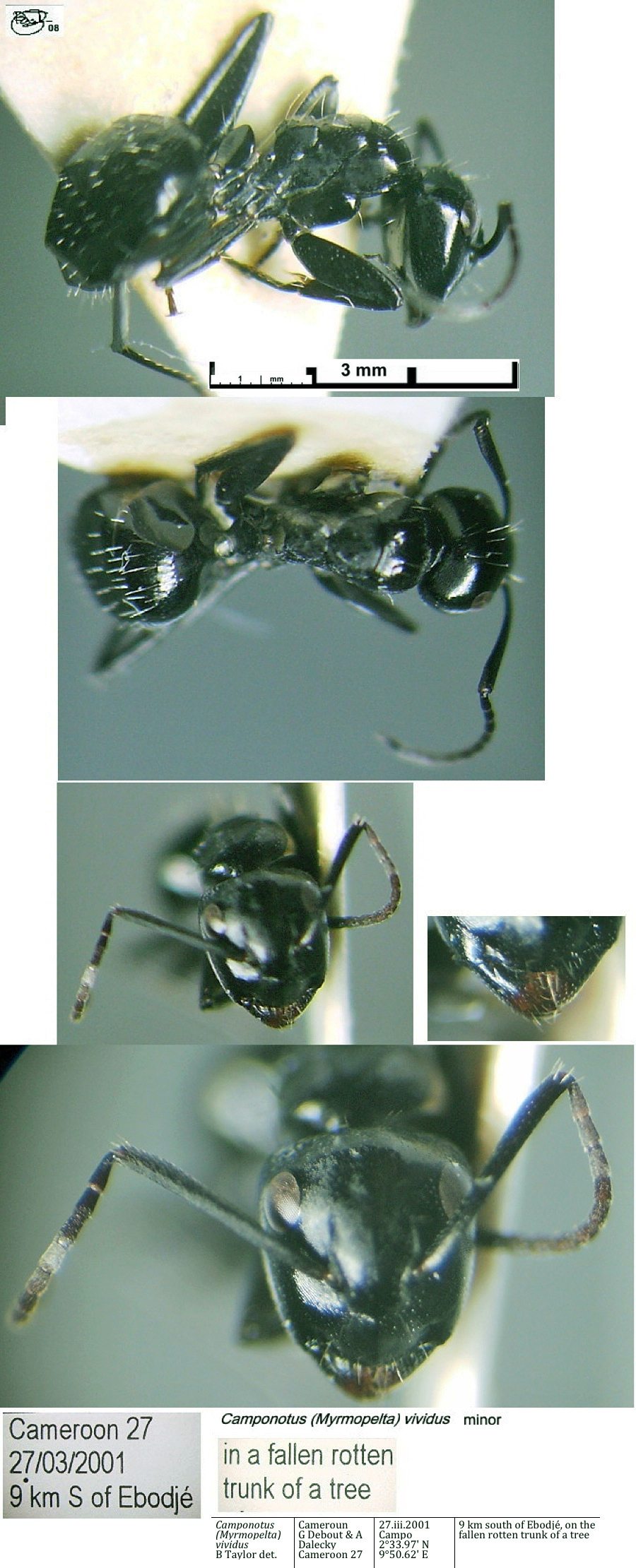 {Camponotus vividus minor}