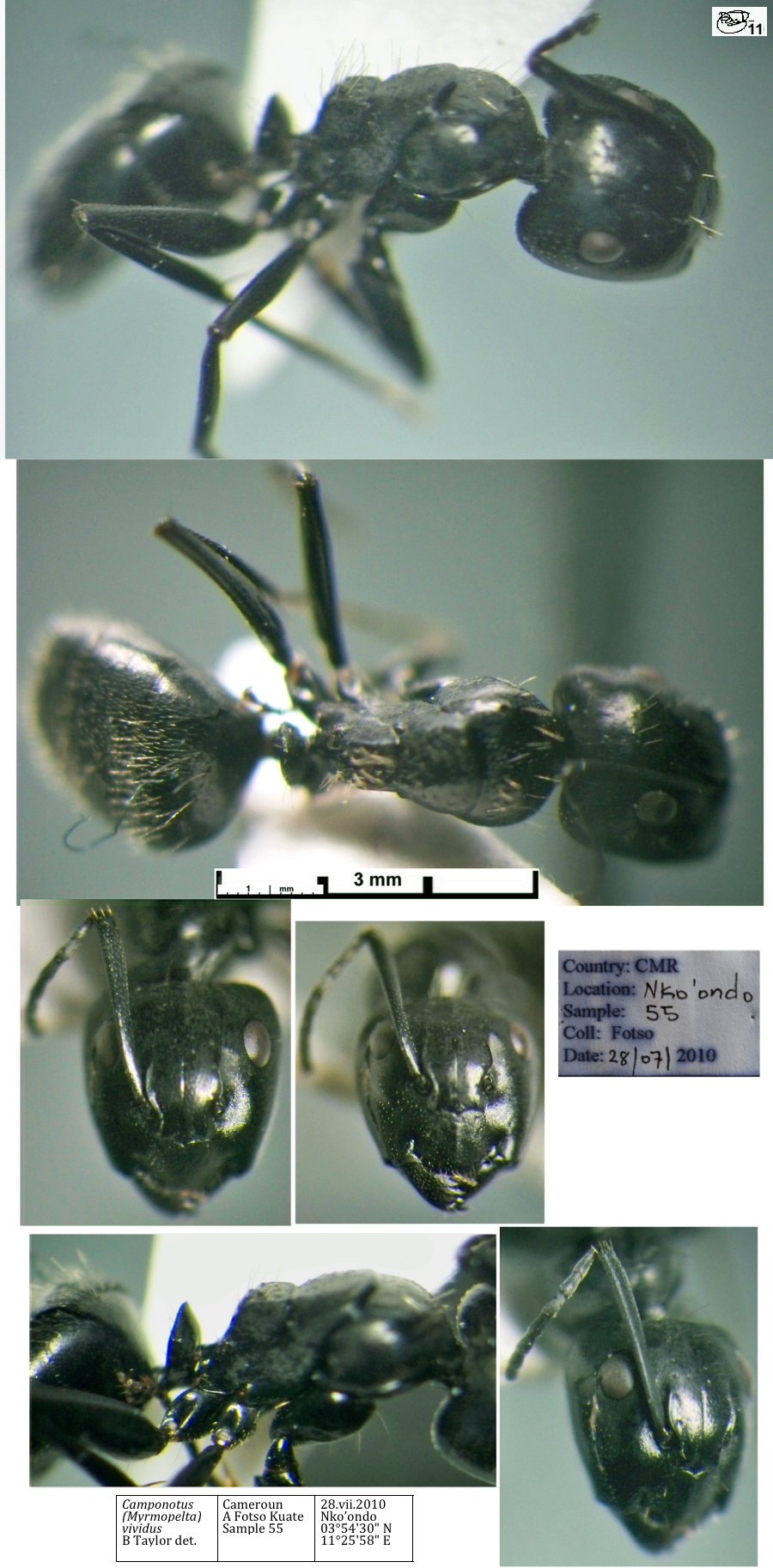 {Camponotus vividus cato minor}