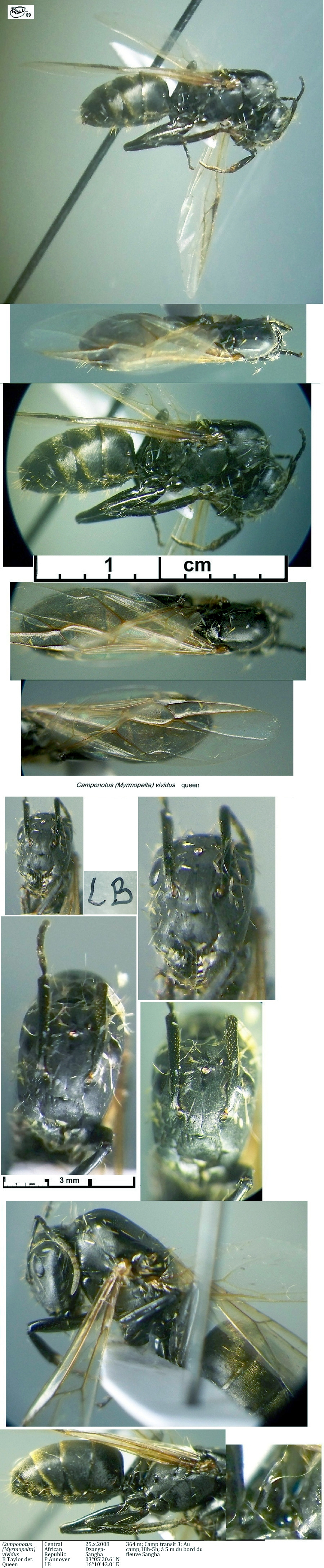 {Camponotus vividus queen}