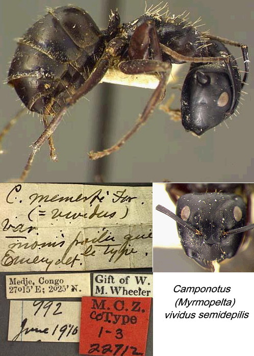 {Camponotus vividus semidepilis}