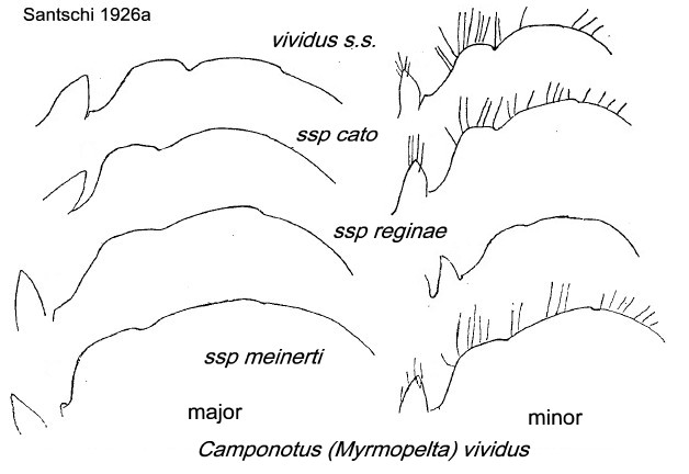 {Camponotus vividus comparisons}