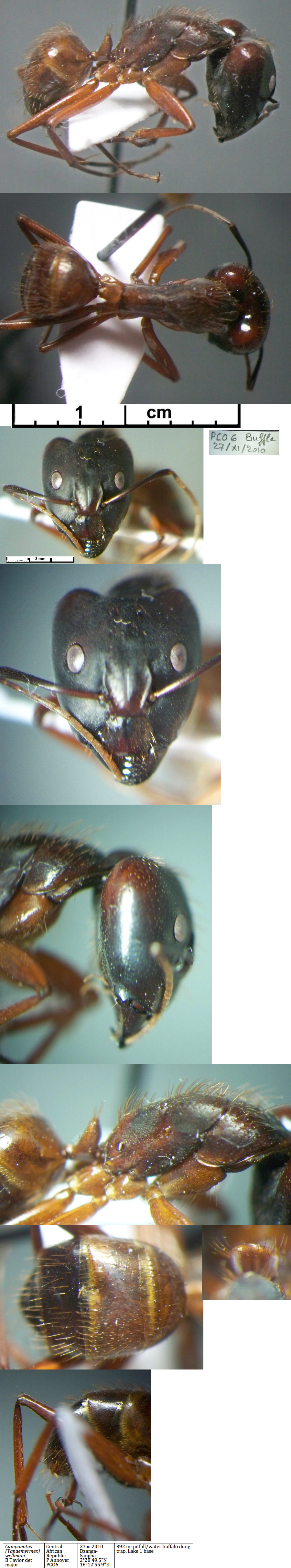 {Camponotus wellmani major}