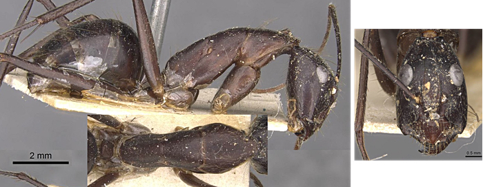 {Camponotus wellmani minor}