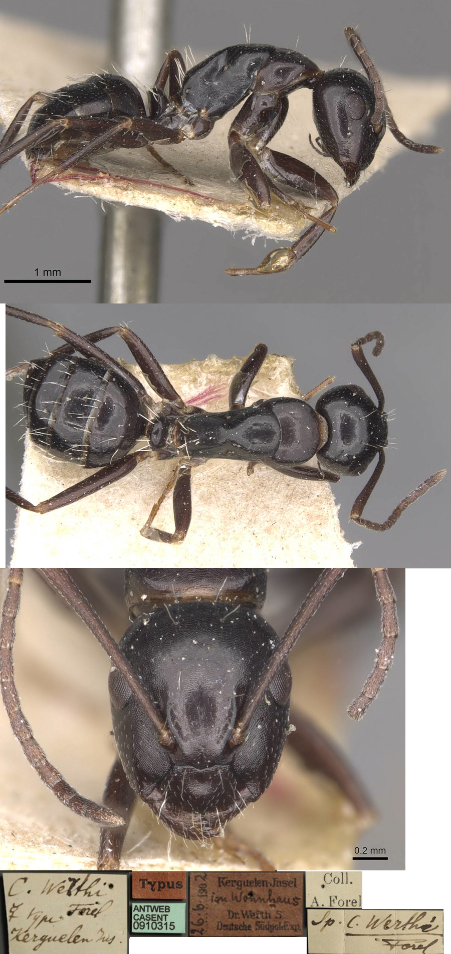 {Camponotus werthi minor}