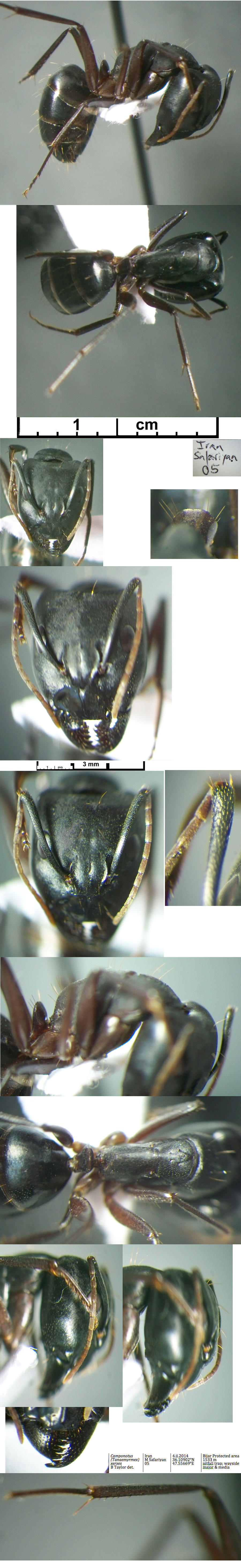 {Camponotus xerxes major}