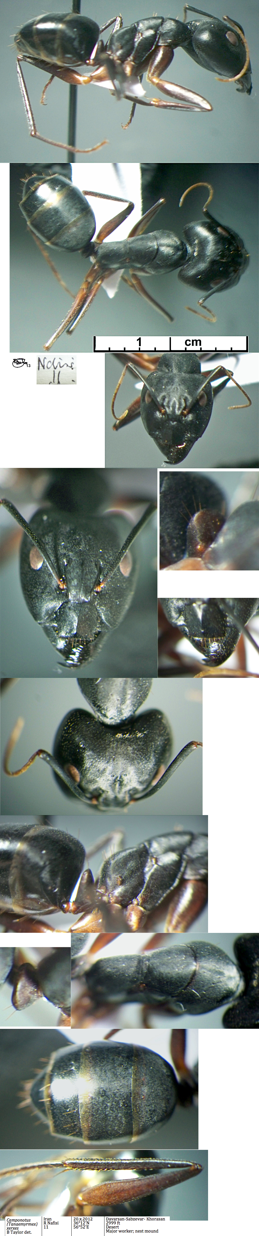 {Camponotus xerxes major}