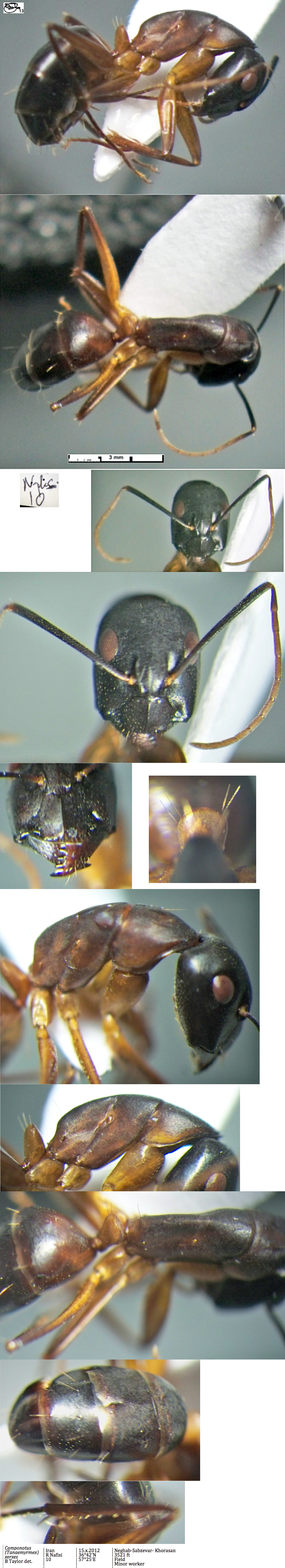 {Camponotus xerxes minor}