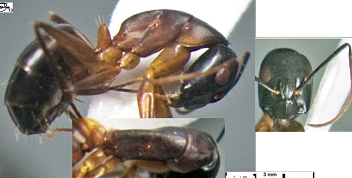 Camponotus xerxes minor