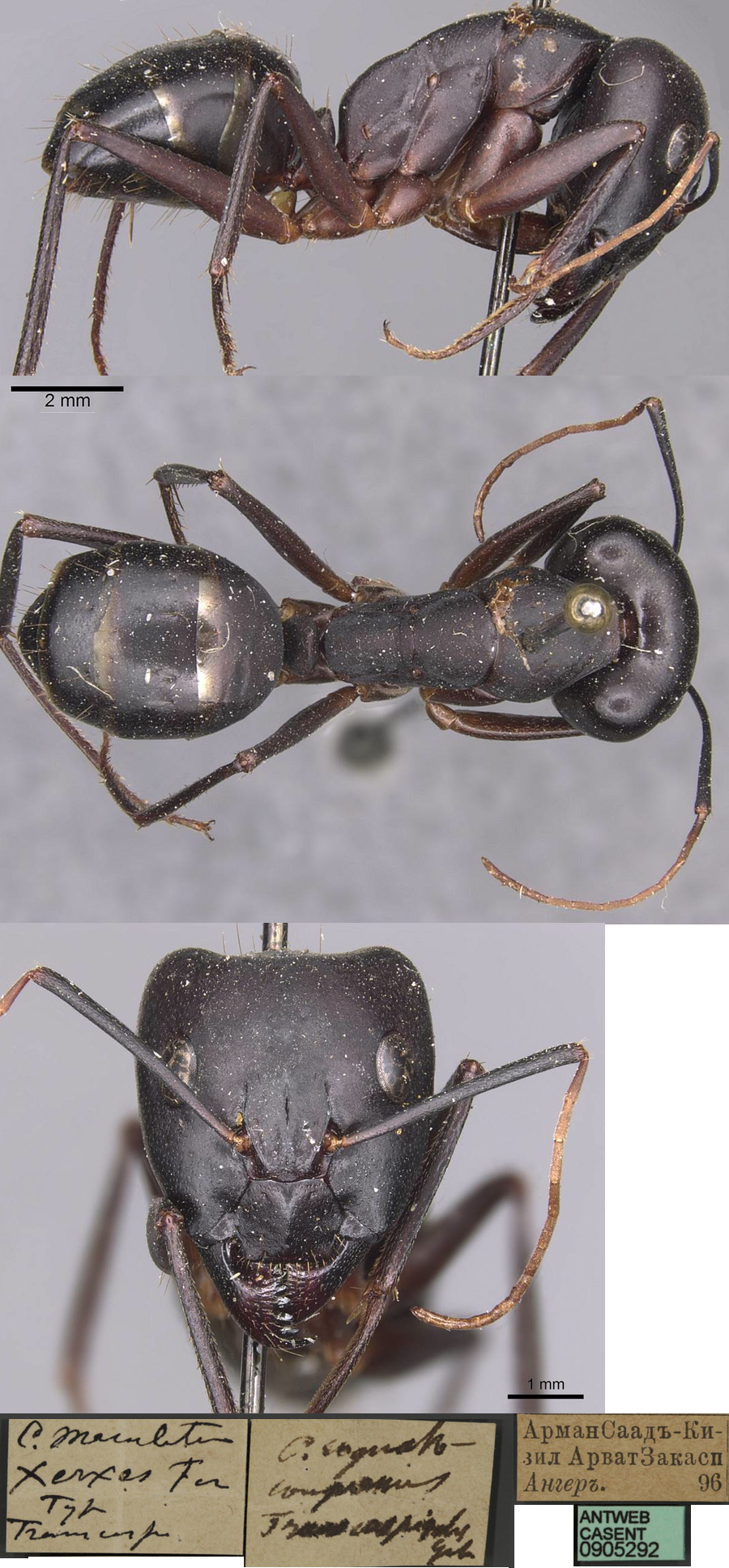 {Camponotus xerxes major}