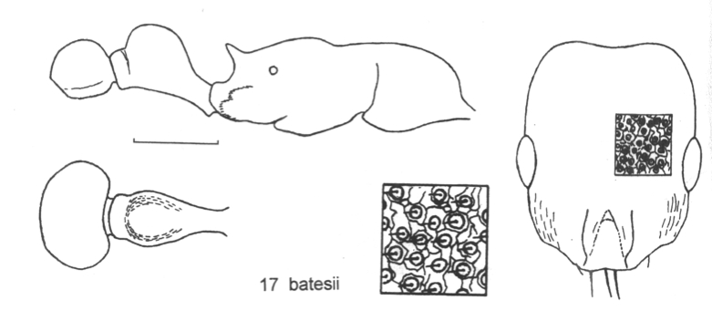 Cadiocondyla batesii