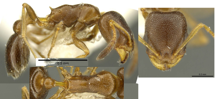 Cardiocondyla brachyceps