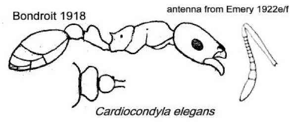 {Cardiocondyla elegans}