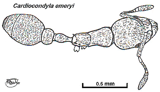 {Cardiocondyla emeryi}