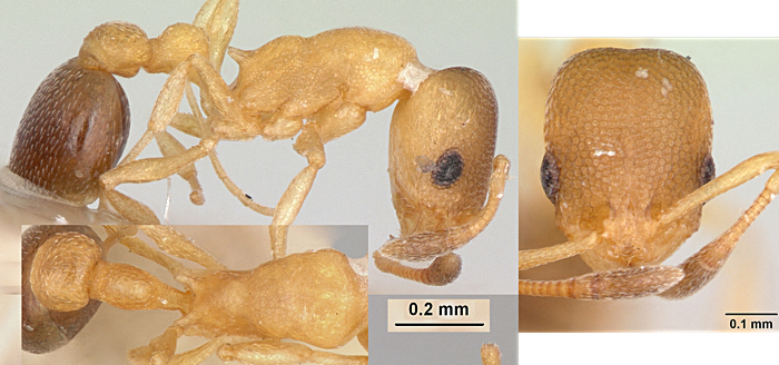 Cardiocondyla emeryi