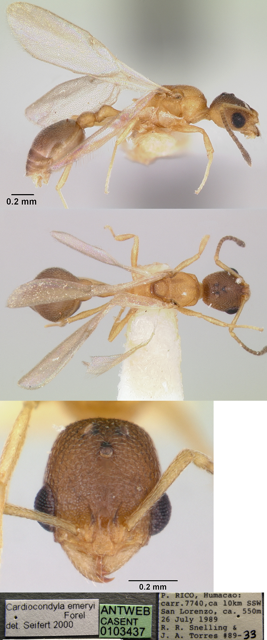 {Cardiocondyla emeryi male}