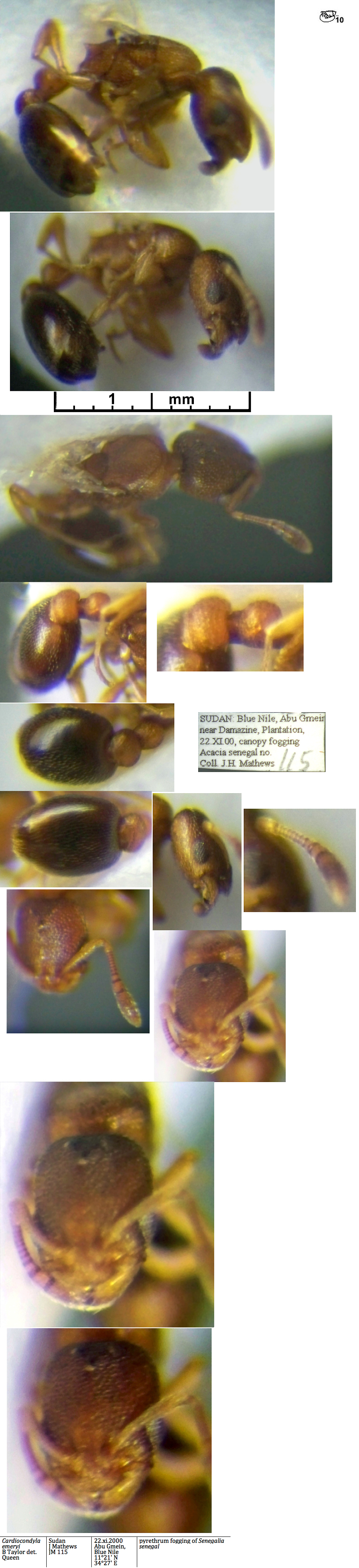 Cardiocondyla emeryi queen