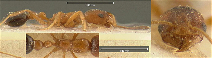 Cardiocondyla fajumensis