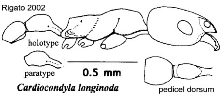 {Cardiocondyla longinoda}