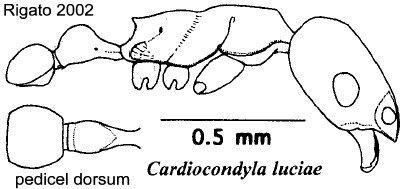 {Cardiocondyla luciae}