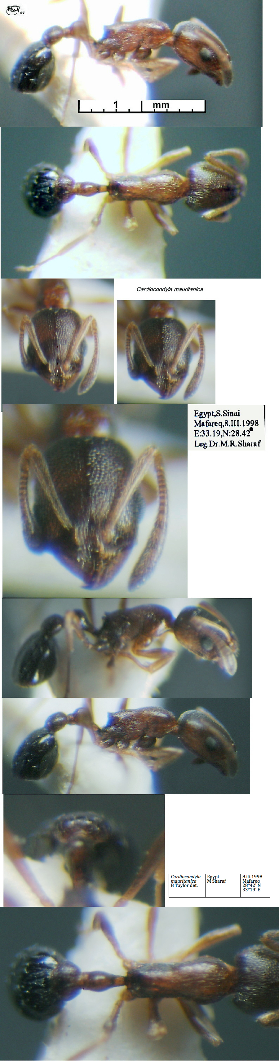 {Cardiocondyla mauritanica Morph B}